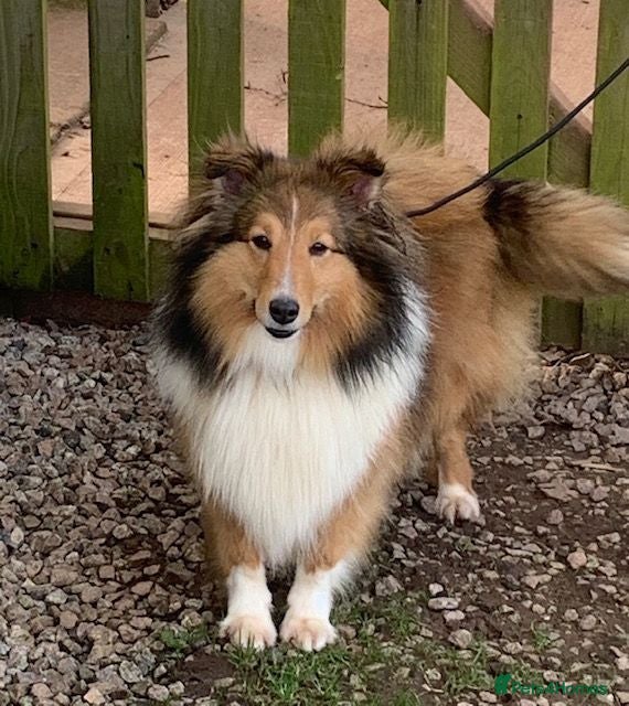 Shetland Sheepdog dogs ADULT KC SHELTIE BITCH  - Advert 3
