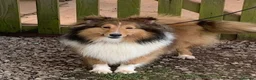 Shetland Sheepdog dogs for sale: ADULT KC SHELTIE BITCH  - Advert 1