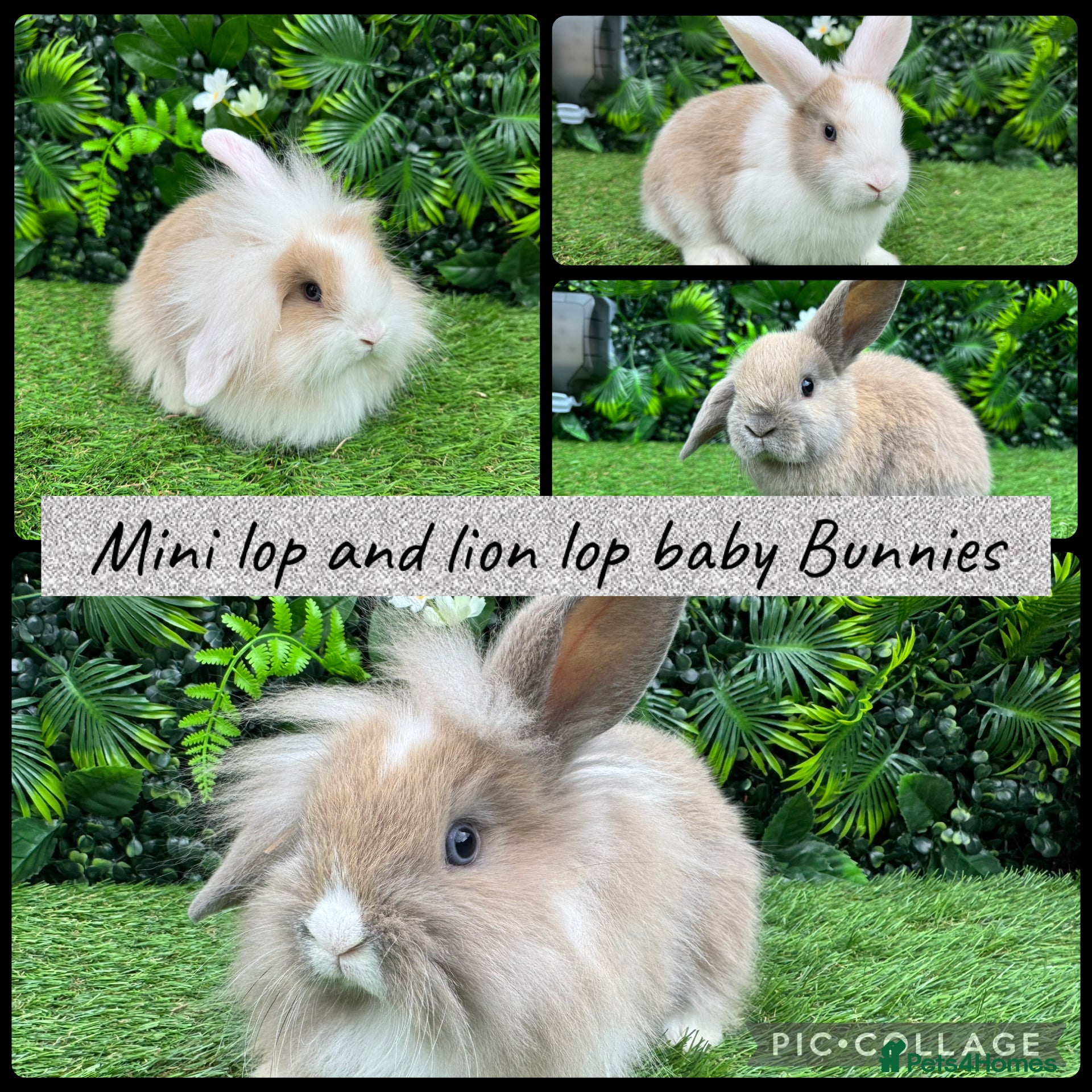 Mini Lop rabbits Adorable Mini lop & Mini loin lop babies 8 weeks - Advert 8