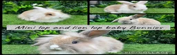 Mini Lop rabbits for sale: Adorable Mini lop & Mini loin lop babies 8 weeks - Advert 1