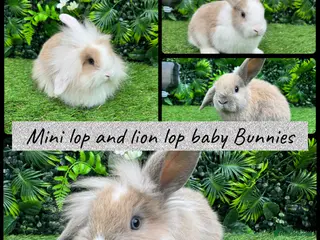 Mini Lop rabbits Adorable Mini lop & Mini loin lop babies 8 weeks - Advert 8