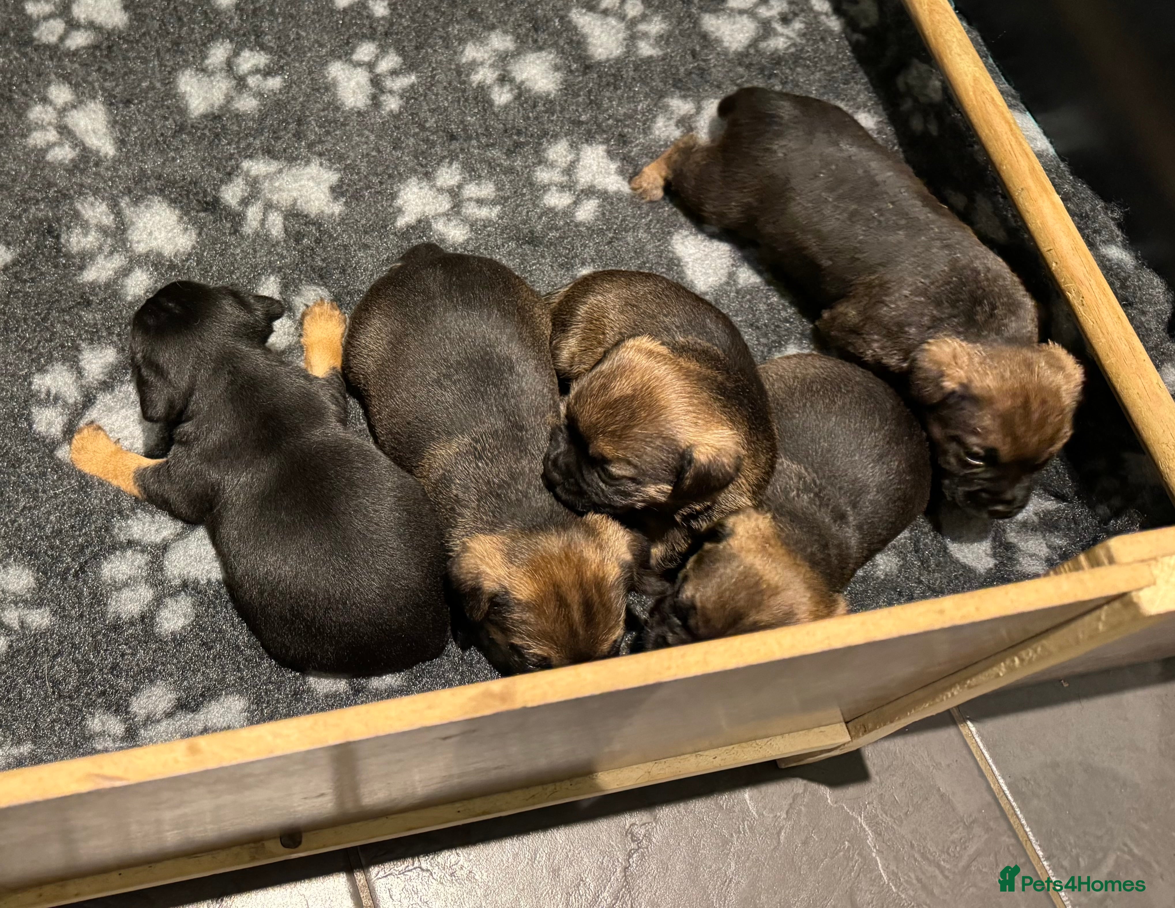 Border Terrier dogs Beautiful KC registered border terrier puppies  - Advert 1