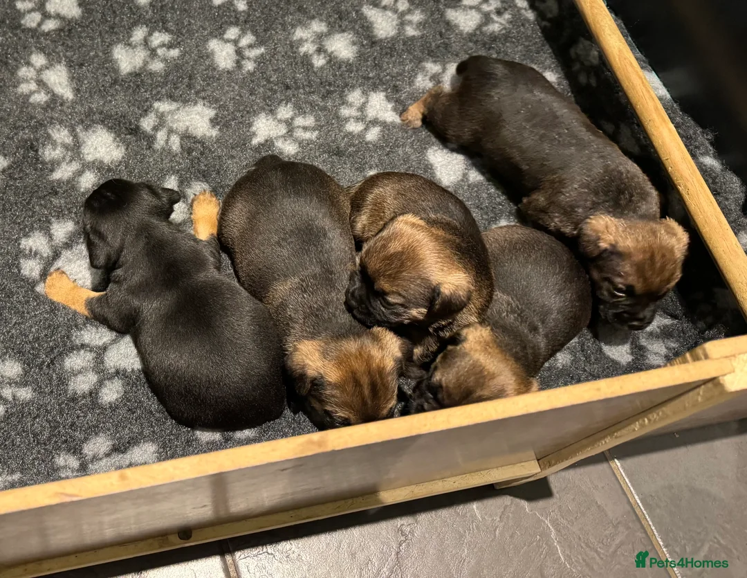 Border Terrier dogs for sale: Beautiful KC registered border terrier puppies  - Advert 1