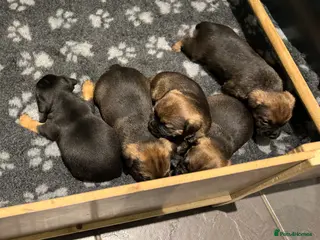 Border Terrier dogs Beautiful KC registered border terrier puppies - Advert 1