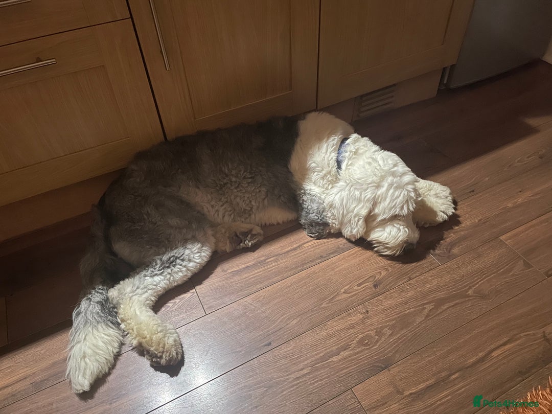 Old English Sheepdog dogs for sale: Old English puppies - Image 20