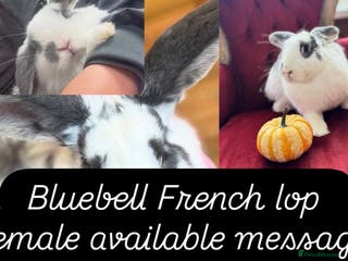 French Lop rabbits Bluebell French lop female - Advert 6