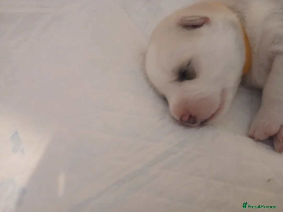 Siberian Husky dogs for sale: 1 SIB HUSKY GIRL LEFT CAN LEAVE 12/02/26 - Advert 25