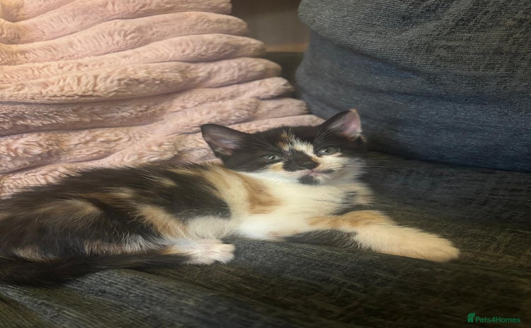 Domestic Shorthair cats - Advert 4
