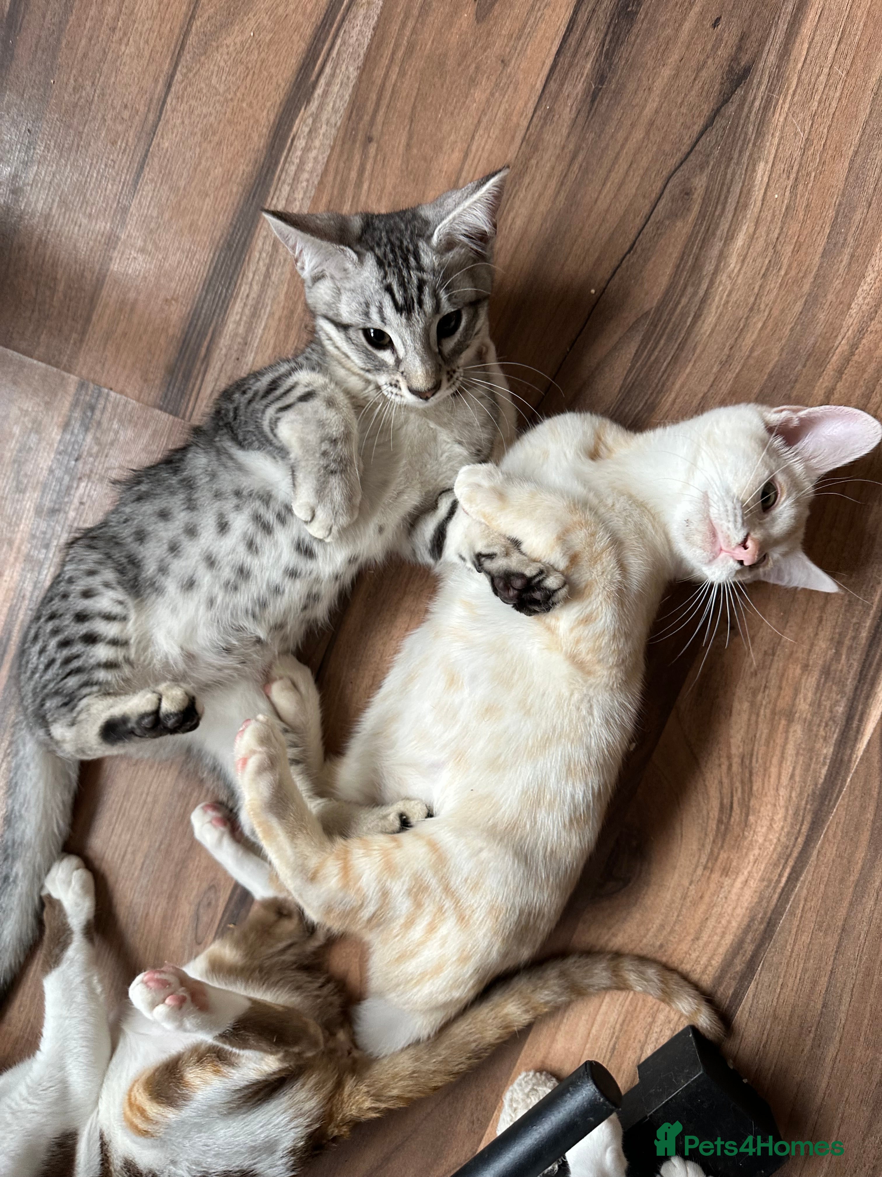 Mixed Breed cats for sale: Amazing Crossed Bengals Available  - Advert 15