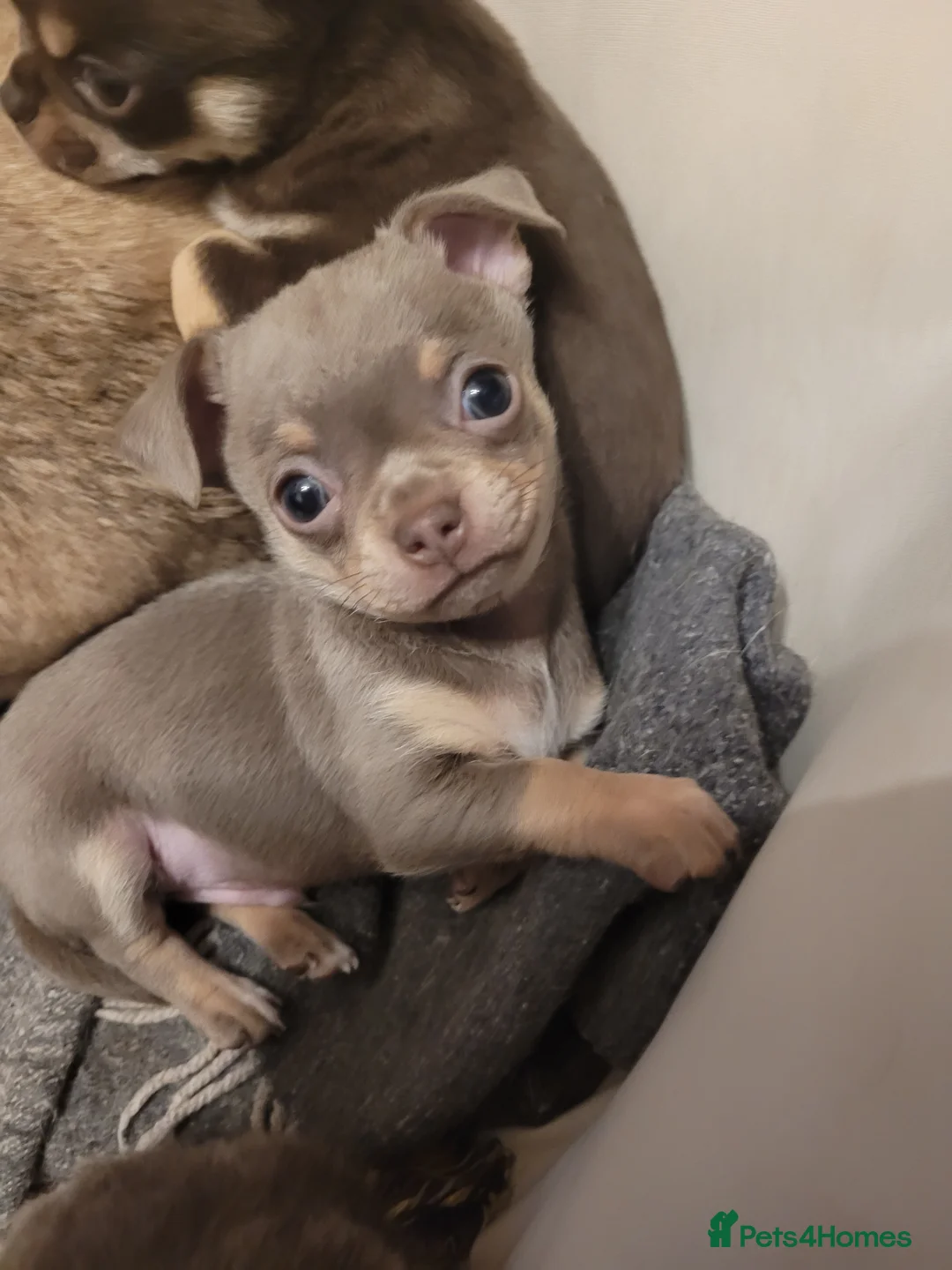 Chihuahua dogs for stud: KC lilac stud in Dagenham - Advert 10