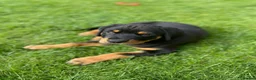 Rottweiler dogs for stud: Gorgeous Rottweiler for Stud in Market Rasen - Advert 2