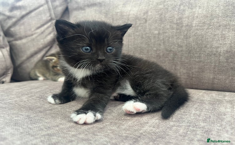 British Shorthair cats - Advert 1
