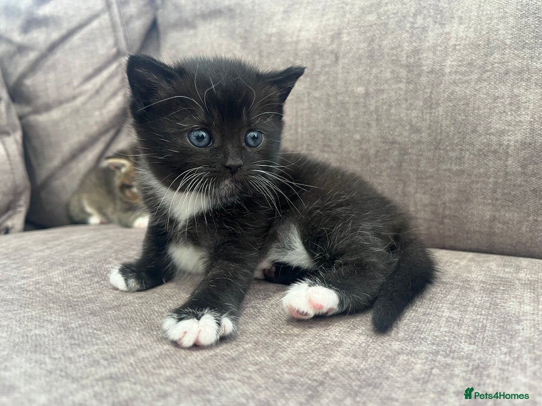 British Shorthair cats for sale: Beautiful British shorthair kitty!! - Image 1