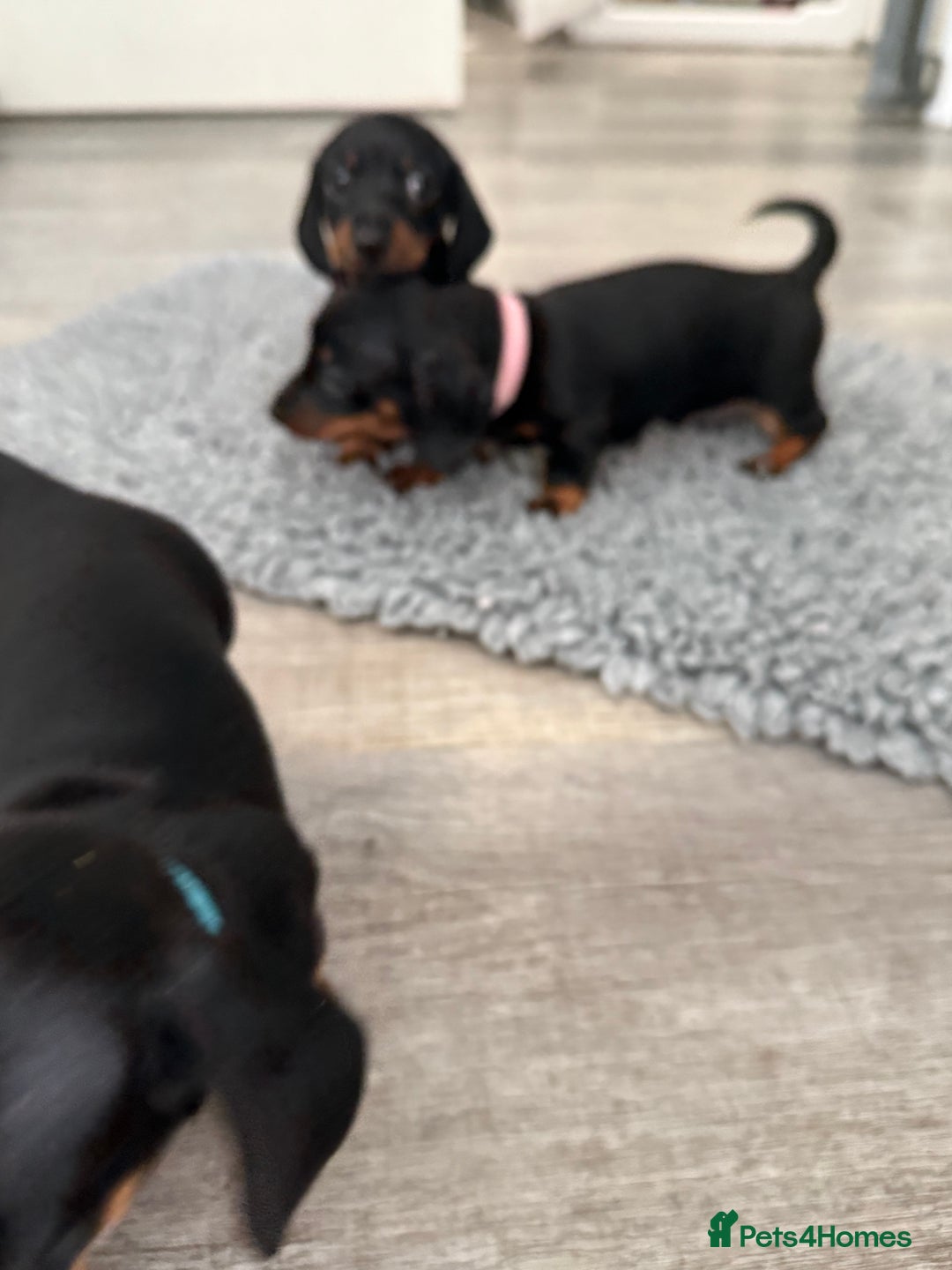 Miniature Dachshund dogs for sale: ✨ READY NOW  KC MINIATURE DACHSHUND PRA CLEAR   - Advert 24