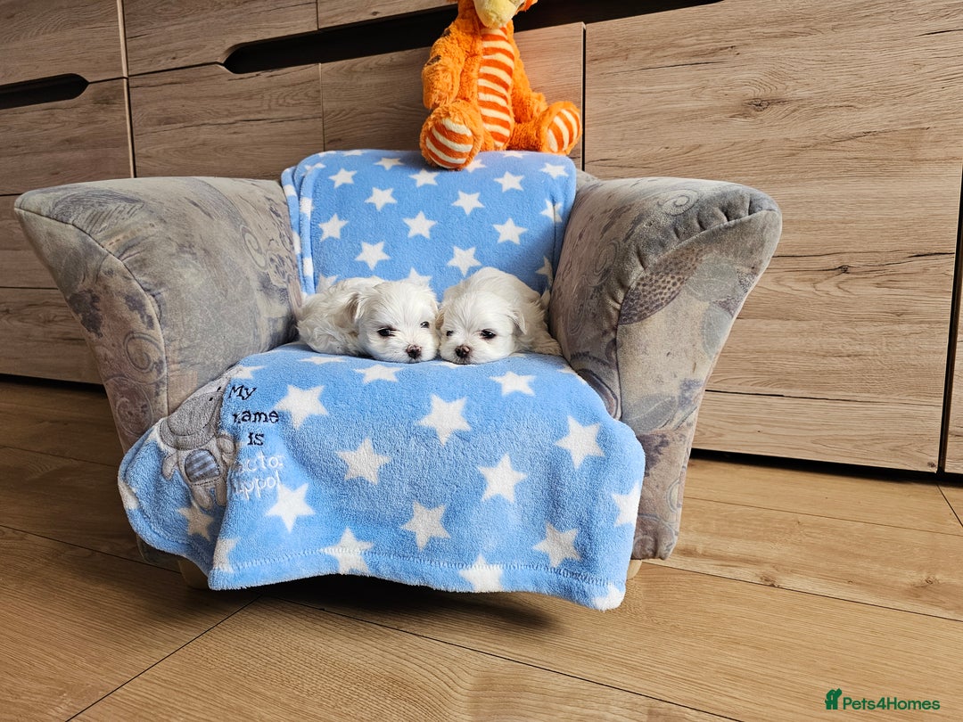 Maltese dogs for sale: KC Korean Maltese Terrier Puppies - Image 3