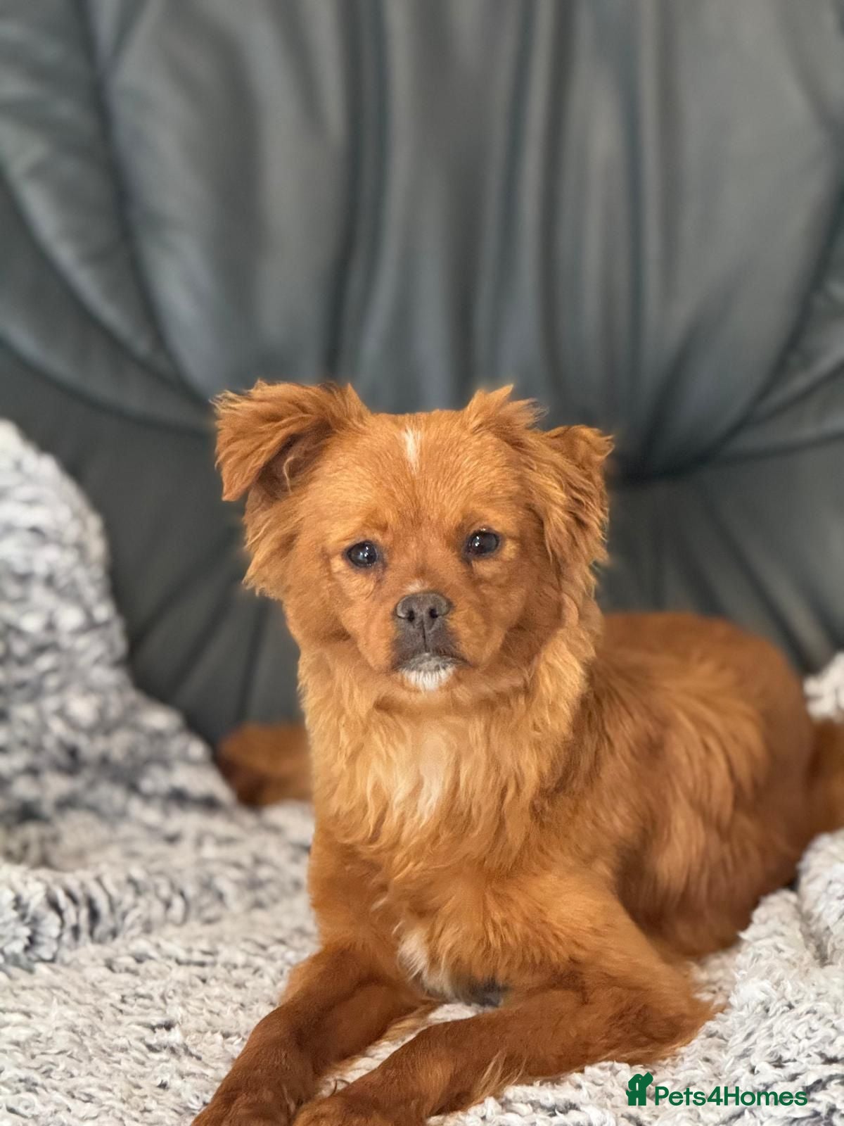 Mixed Breed dogs Pretty Polly looking for love - Advert 1