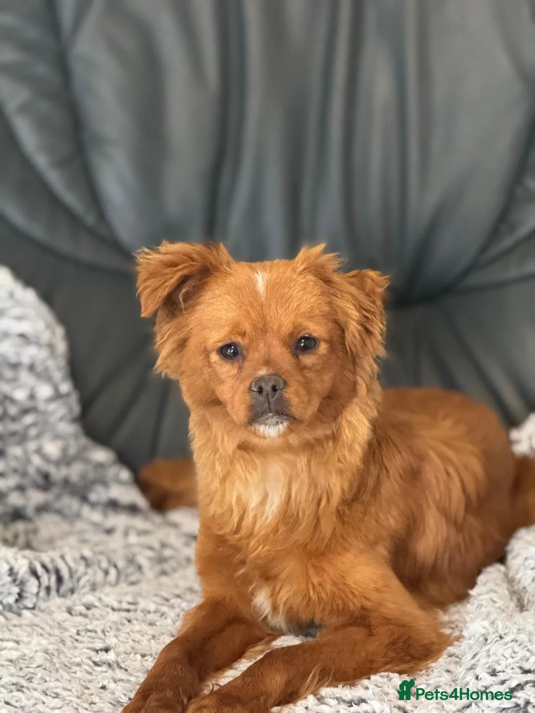Mixed Breed dogs for adoption: Pretty Polly looking for love - Advert 1