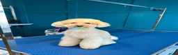 Toy Poodle dogs for stud: Kc reg stunning tiny toy poodle excellent sire  - Advert 4