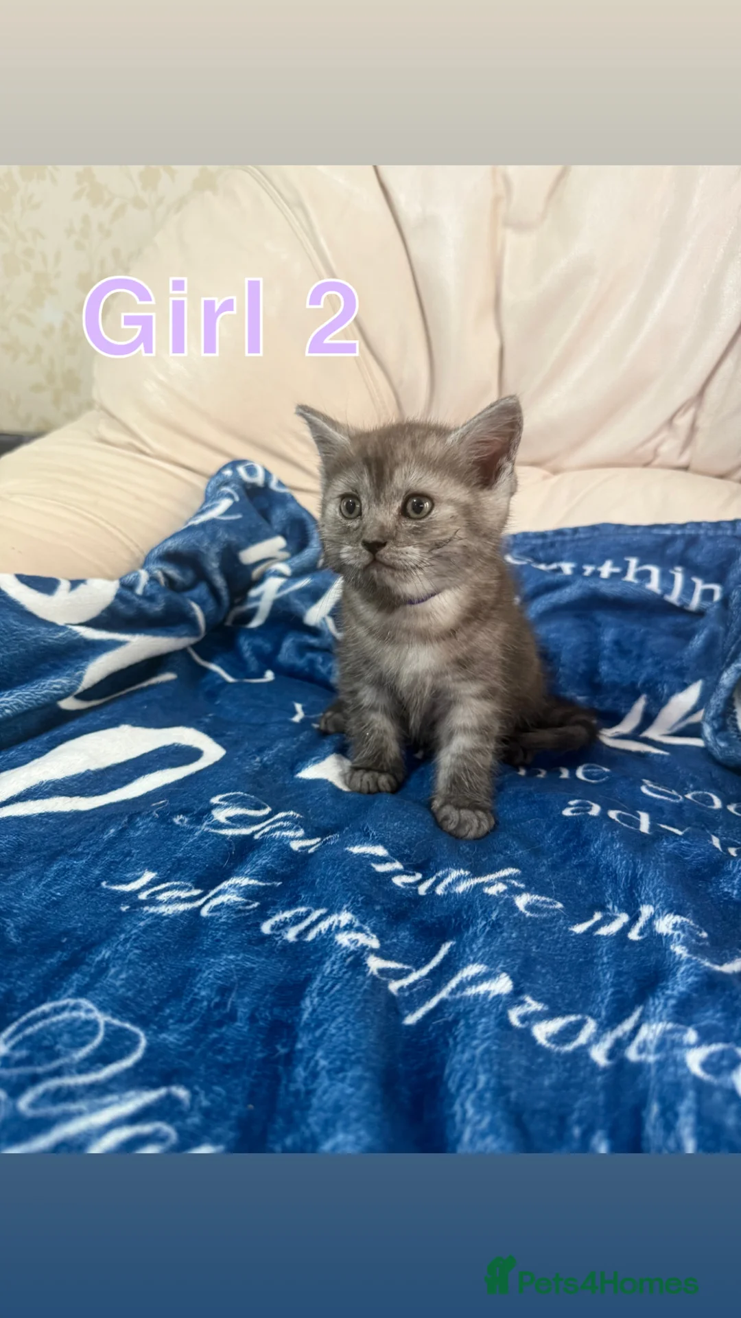 British Shorthair cats for sale: STUNNING LITTER OF BRITISH SHORTHAIR CROSS RAGDOLL in Queenborough - Advert 26
