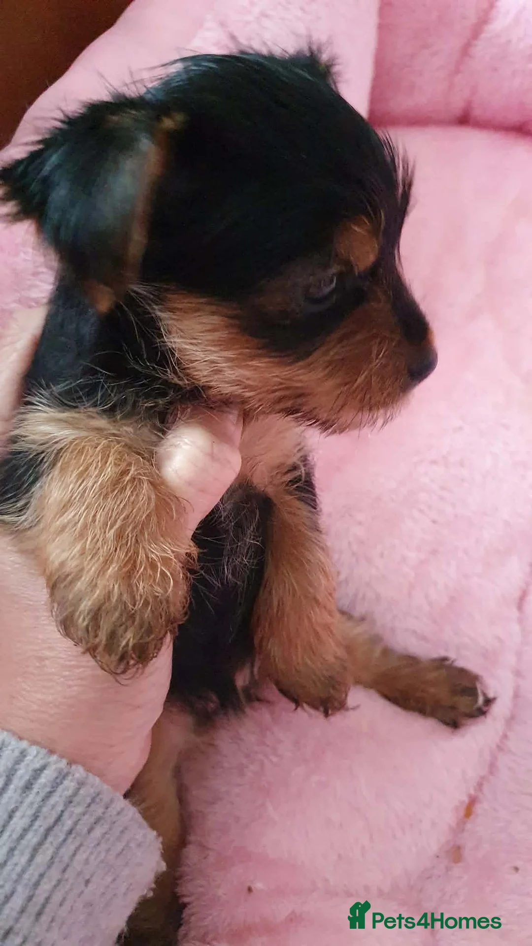 Yorkshire Terrier dogs for sale: Yorkshire terrier puppies  - Advert 6