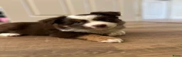 Miniature American Shepherd dogs for sale: Red Tri Miniature American Shepherd Puppies  - Advert 28