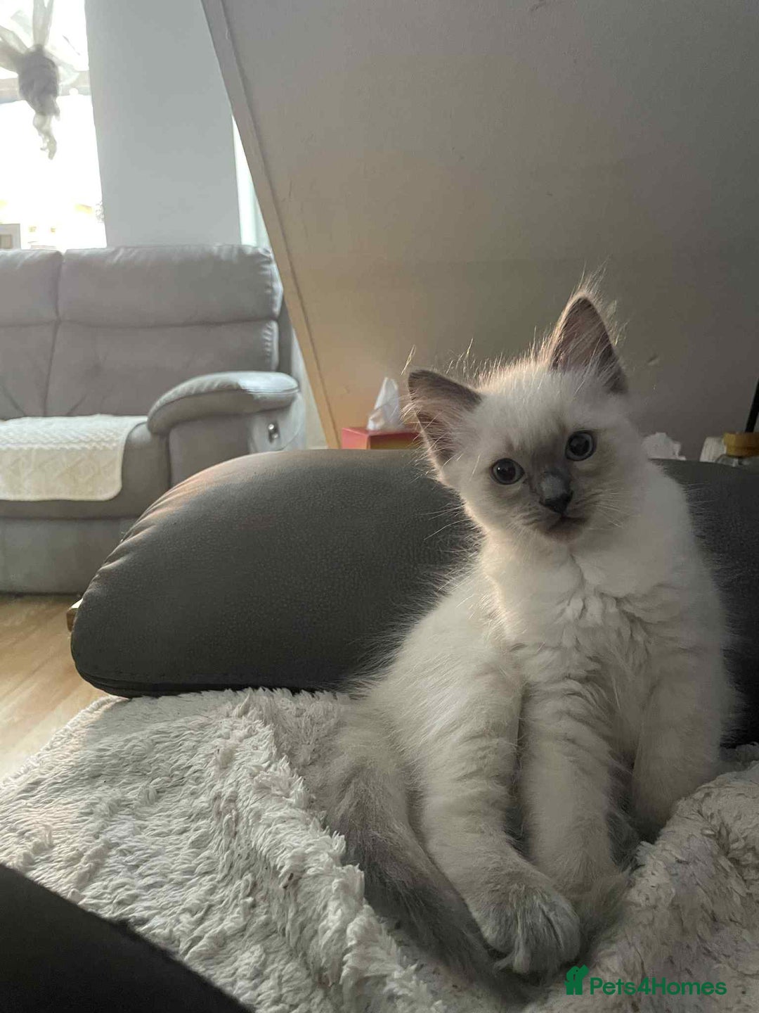 Ragdoll cats for sale: Ragdoll kittens 1 MALE LEFT  - Advert 5