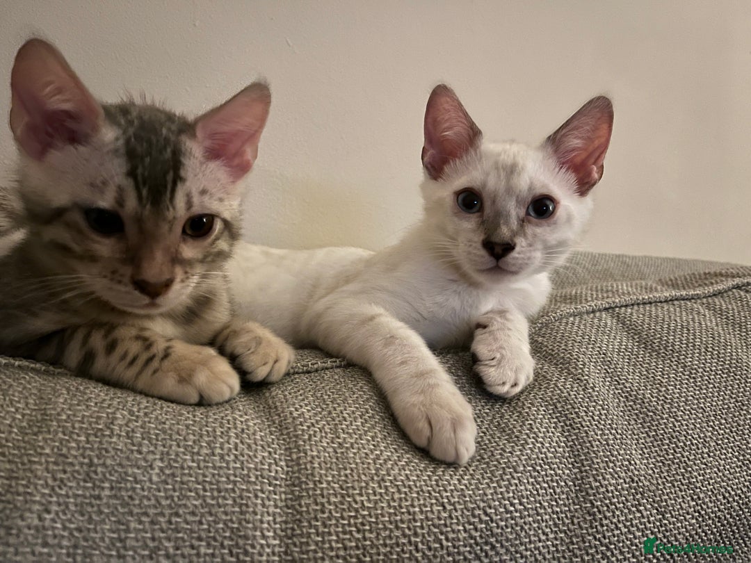 Cats Adoption Snow Lynx Bengal Kittens For Sale Cat Breeds Bengal