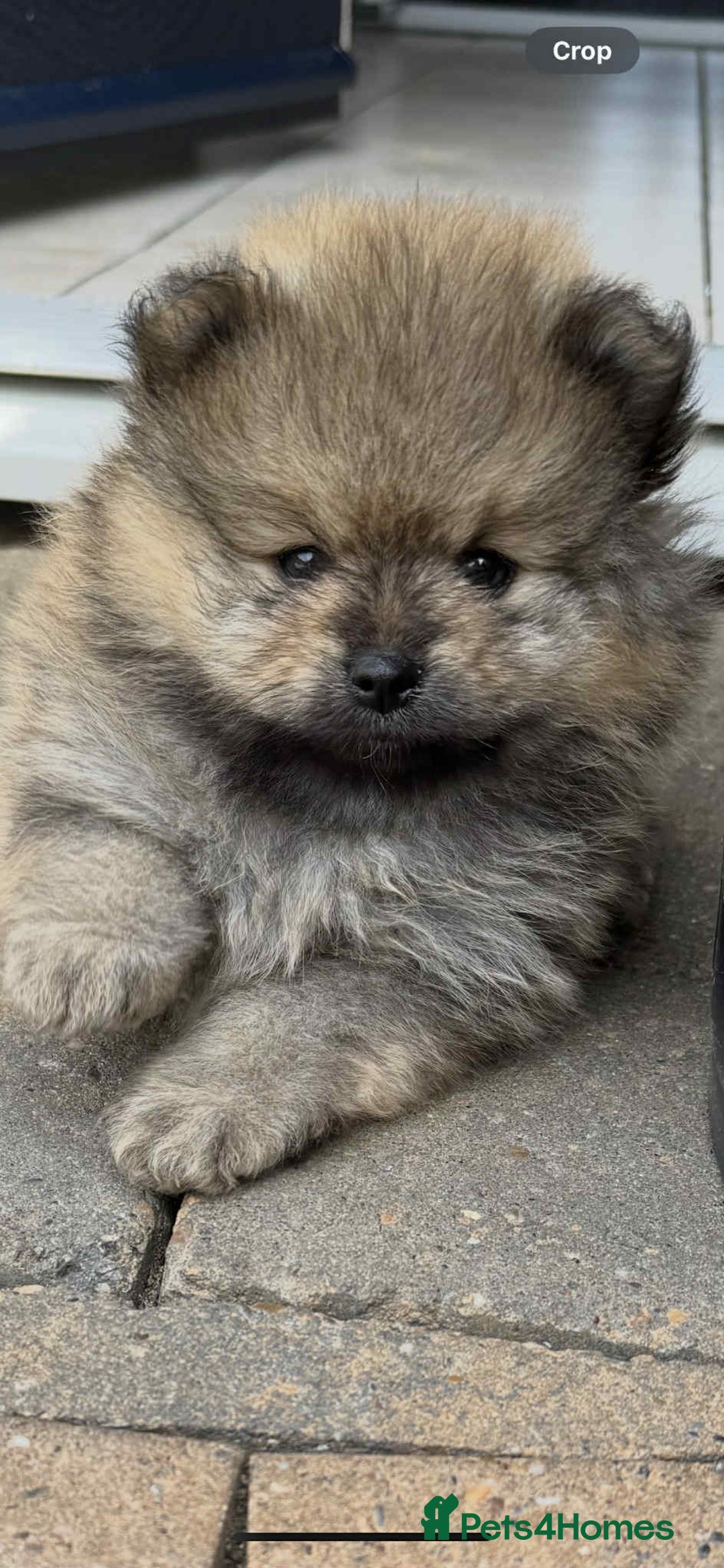 Pomeranian dogs for sale: Teddy bear pomeranians  - Image 10