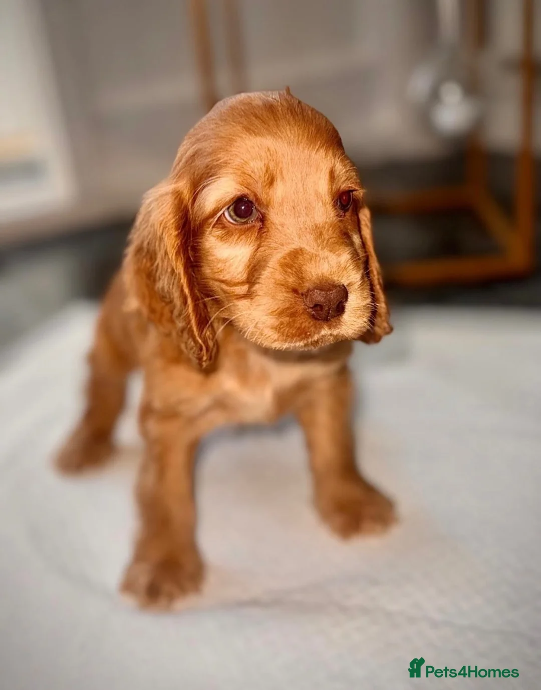 Cocker Spaniel dogs for sale: Beautiful full show type cocker spaniel 🐶🐾 - Advert 7