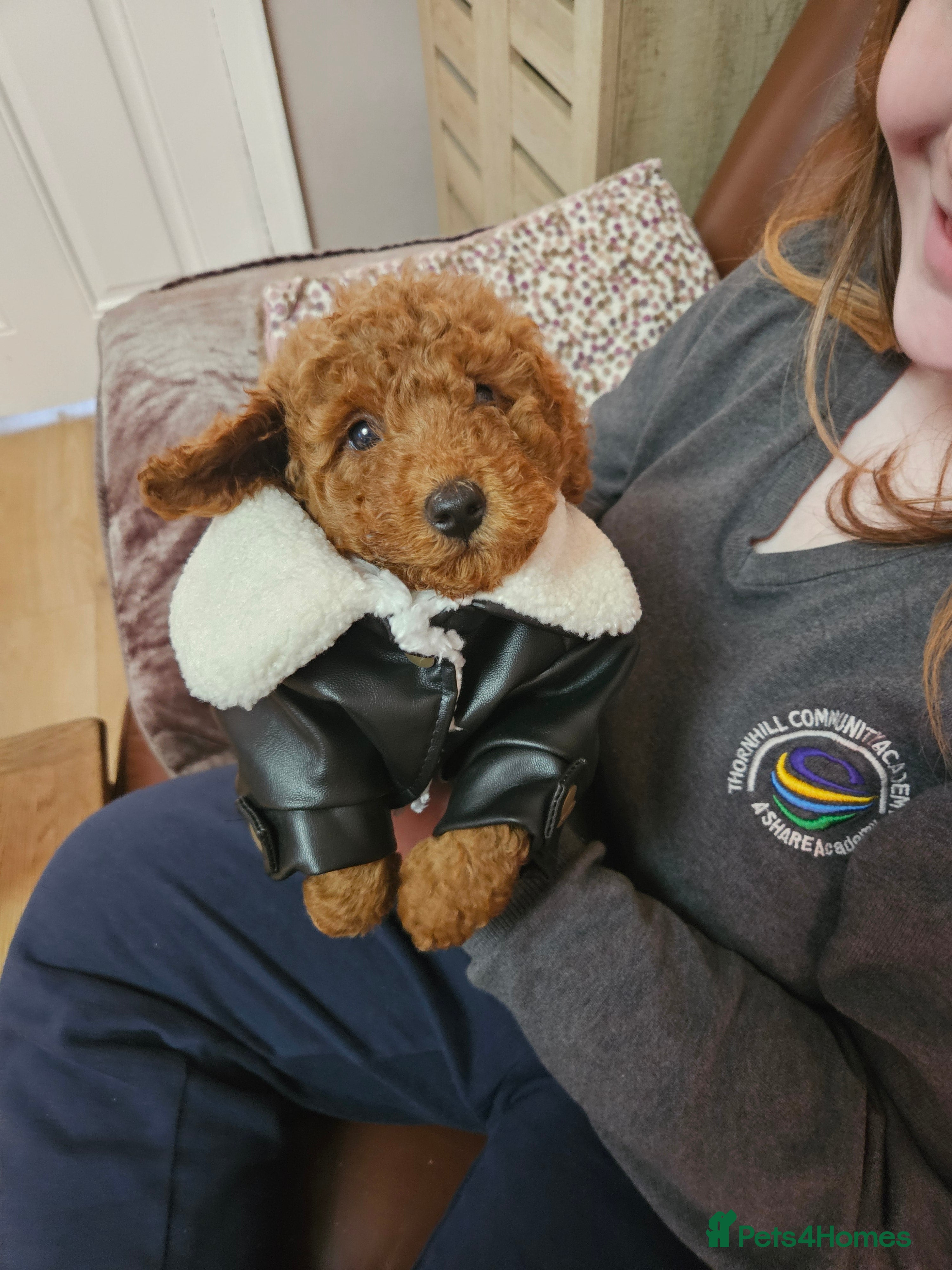 Miniature Poodle dogs Beautiful red kc mini poodles - Advert 17