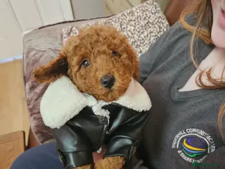 Miniature Poodle dogs Beautiful red kc mini poodles - Advert 17