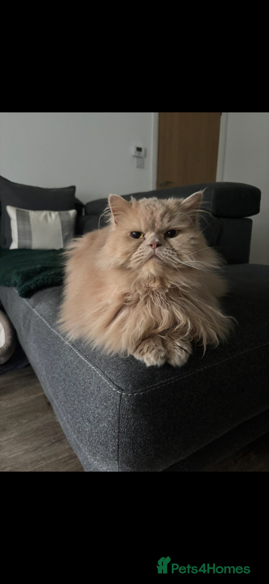 Persian cats Persian cat  - Advert 7