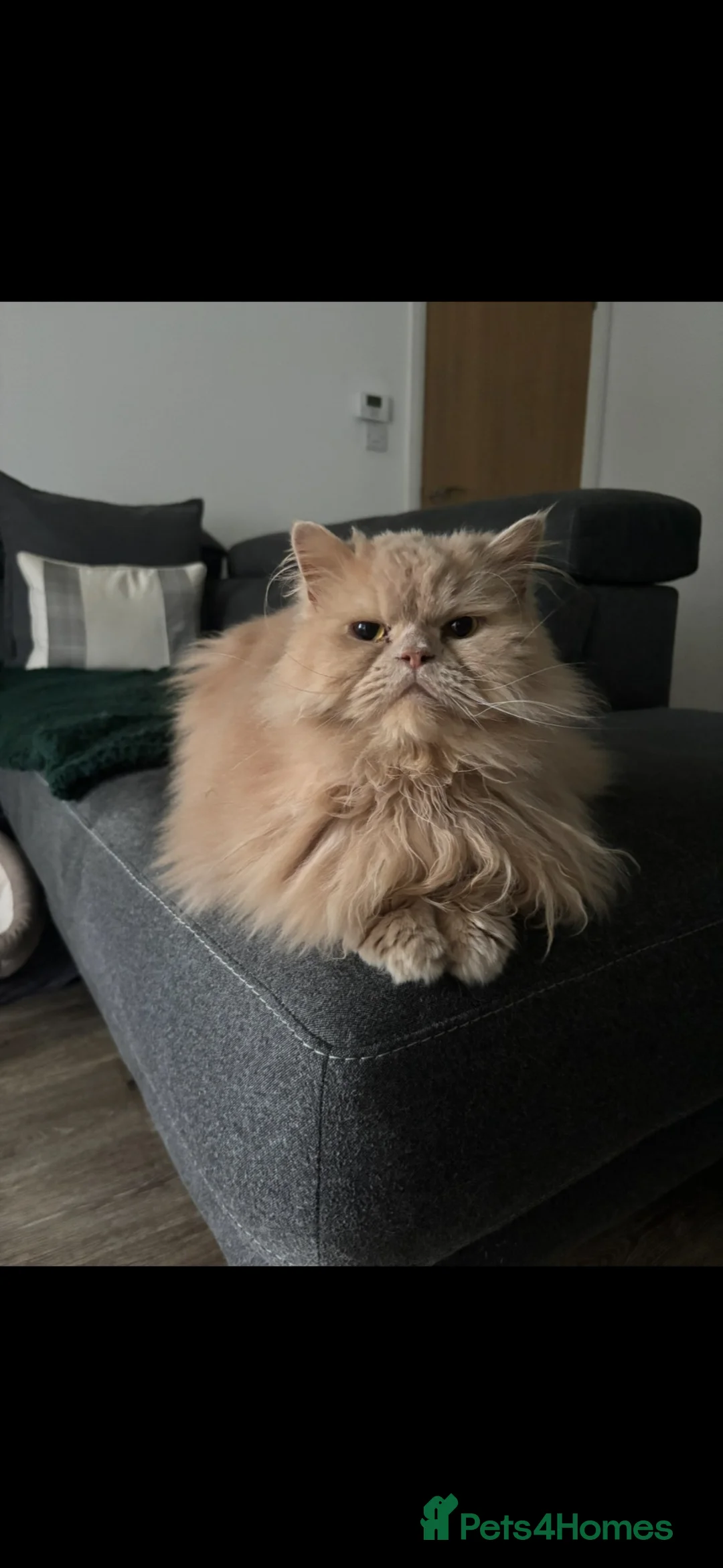 Persian cats for sale: Persian cat  - Advert 1