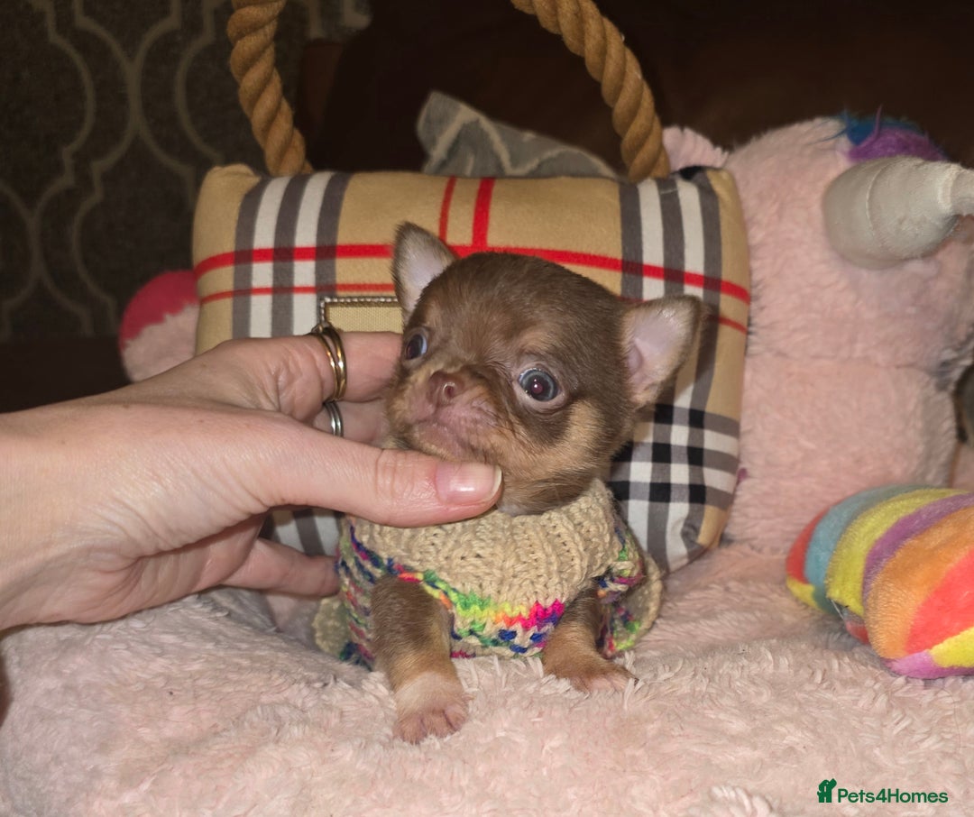 Chihuahua dogs for sale: XxQuality Chihuahua Chocolate Thai breeding pupsXx - Advert 24