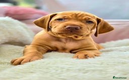 Hungarian Vizsla dogs for sale: Adorable vizsla puppies, exceptional pedigree - Image 7