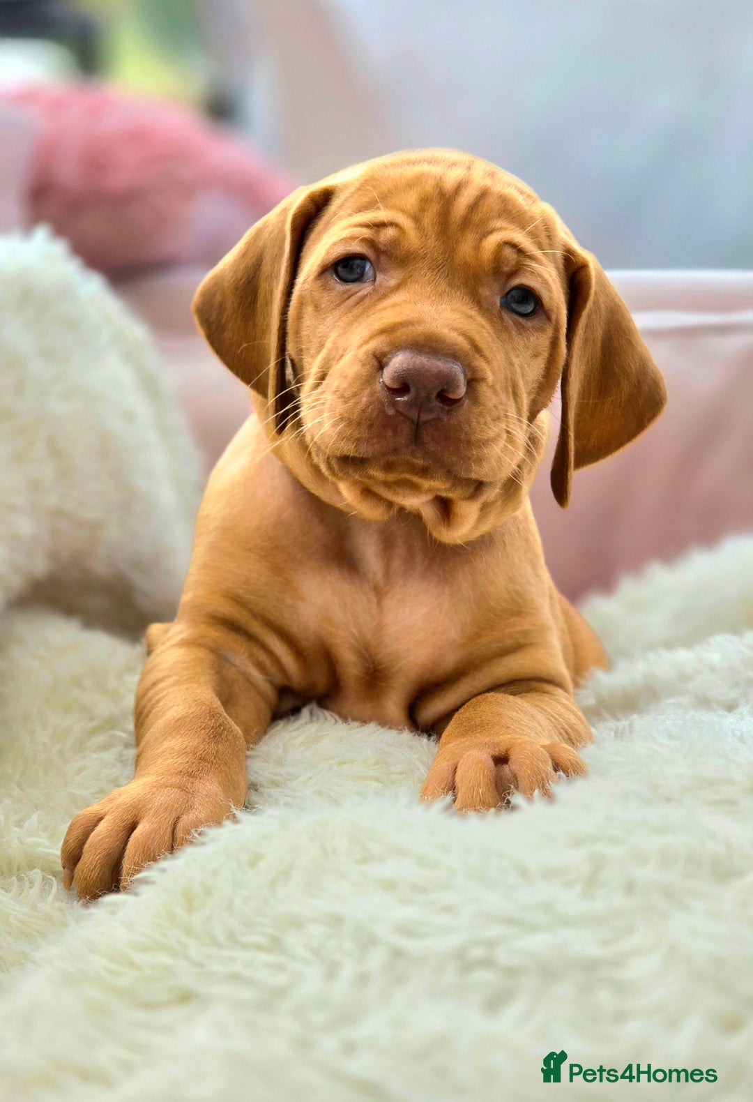 Hungarian Vizsla dogs for sale: Adorable vizsla puppies, exceptional pedigree - Image 7