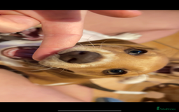 Miniature Dachshund dogs for sale: ‼️Last pup left‼️ 🐾Pied girl with ticked paws 🐾  - Image 27