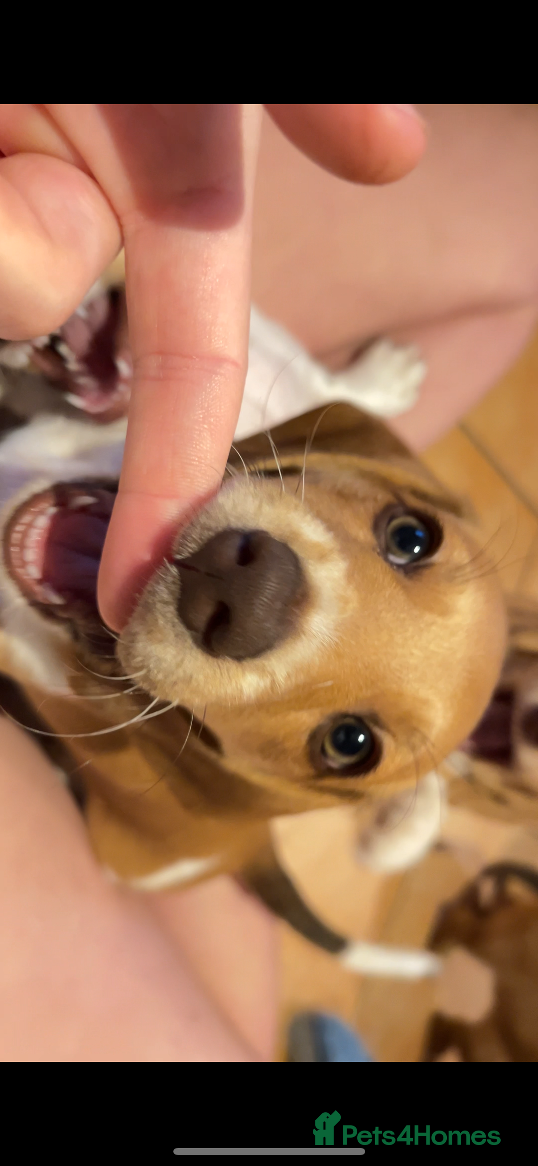 Miniature Dachshund dogs for sale: ‼️Last pup left‼️ 🐾Pied girl with ticked paws 🐾  - Image 27