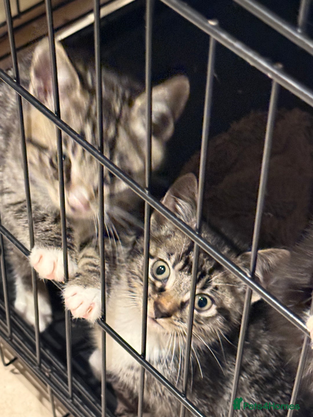 Mixed Breed cats for sale: 2 kittens female  - Advert 4