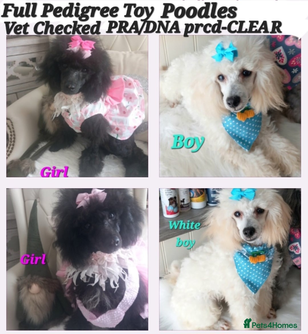 Toy Poodle dogs for sale: *REDUCED*1 WHITE BOY, 1 BLACK GIRL TOY POODLES in Colwyn Bay - Image 1