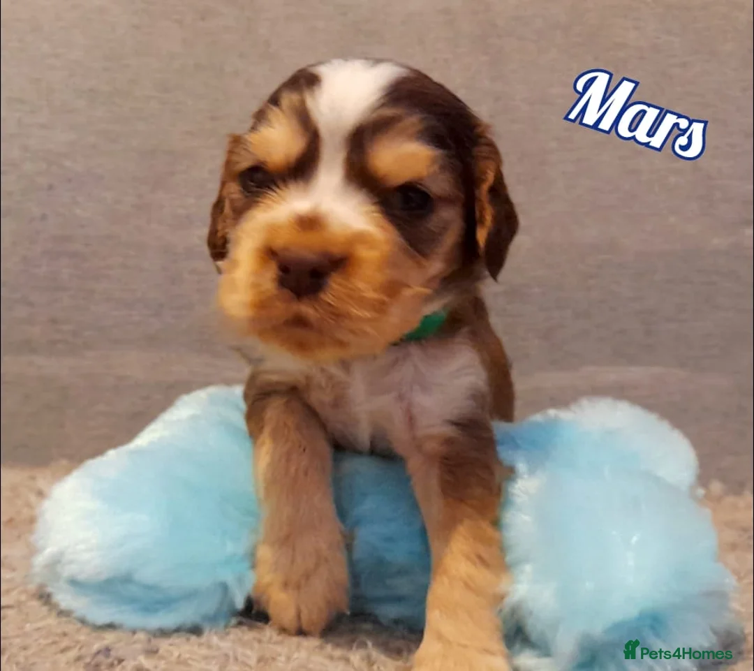 Cocker Spaniel dogs for sale: Stunning litter of Show Cocker Spaniel Puppies - Advert 11