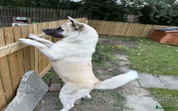 Akita dogs for sale: American Akita  - Advert 1