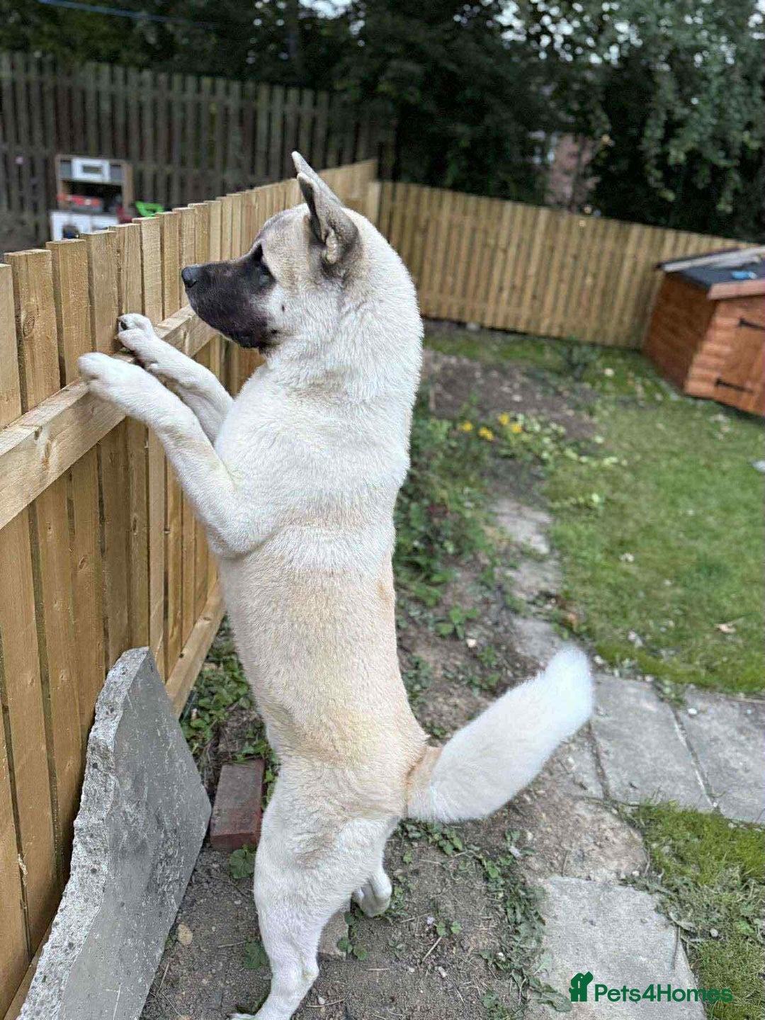 Akita dogs for sale: American Akita  - Advert 1