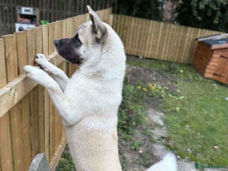 Akita dogs American Akita - Advert 13