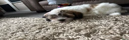 Malshi dogs for sale: Only genuine buyers please - Advert 2