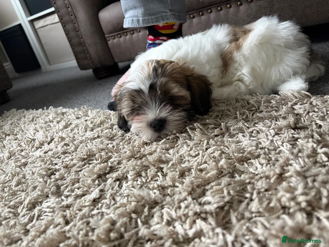 Malshi dogs for sale: Only genuine buyers please - Advert 2