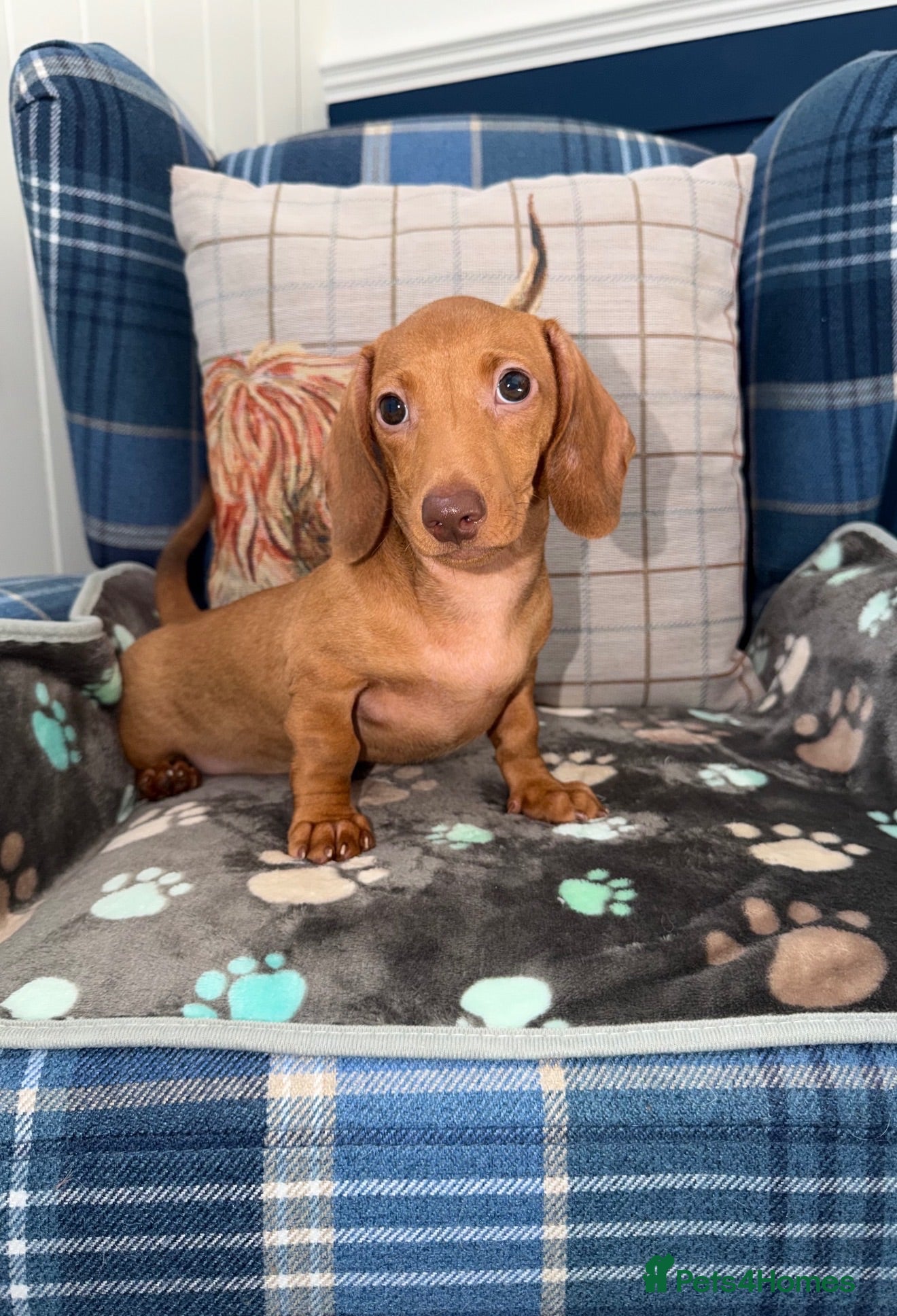 Miniature Dachshund dogs 💙💙One Chocolate Based Red Boy Left💙💙 - Advert 1