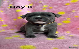 Staffordshire Bull Terrier dogs for sale: Stella & Astro Puppies - Image 8
