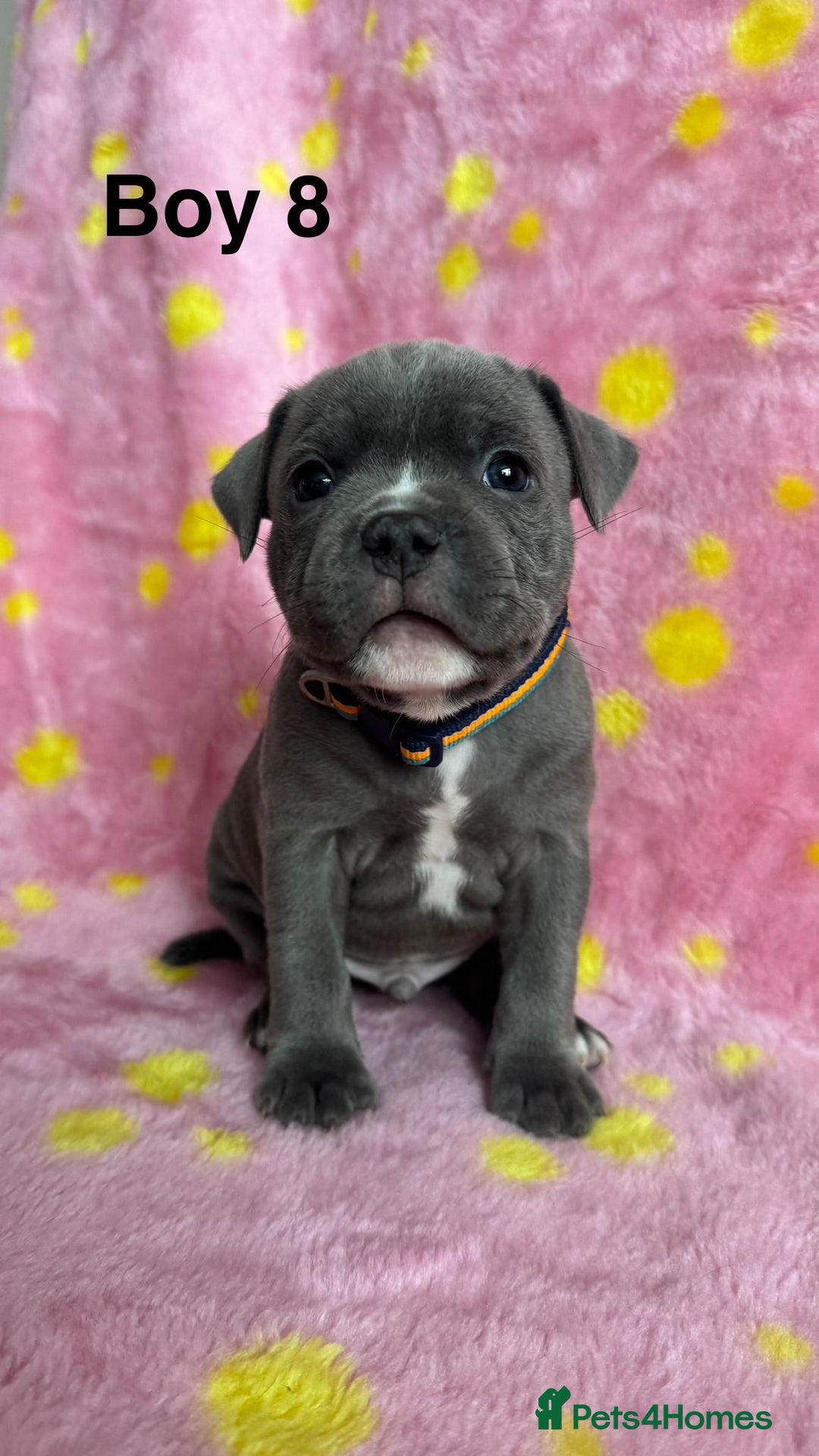 Staffordshire Bull Terrier dogs for sale: Stella & Astro Puppies - Image 8