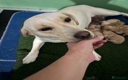 Labrador Retriever dogs for sale: KC Health Tested Fox Red Labrador pups  - Image 16